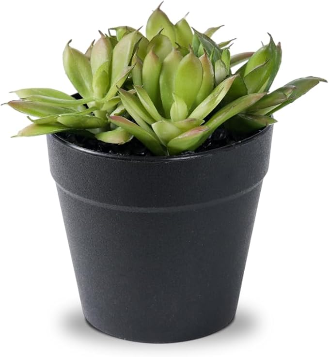 Faux Assorted Succulents - Image 7